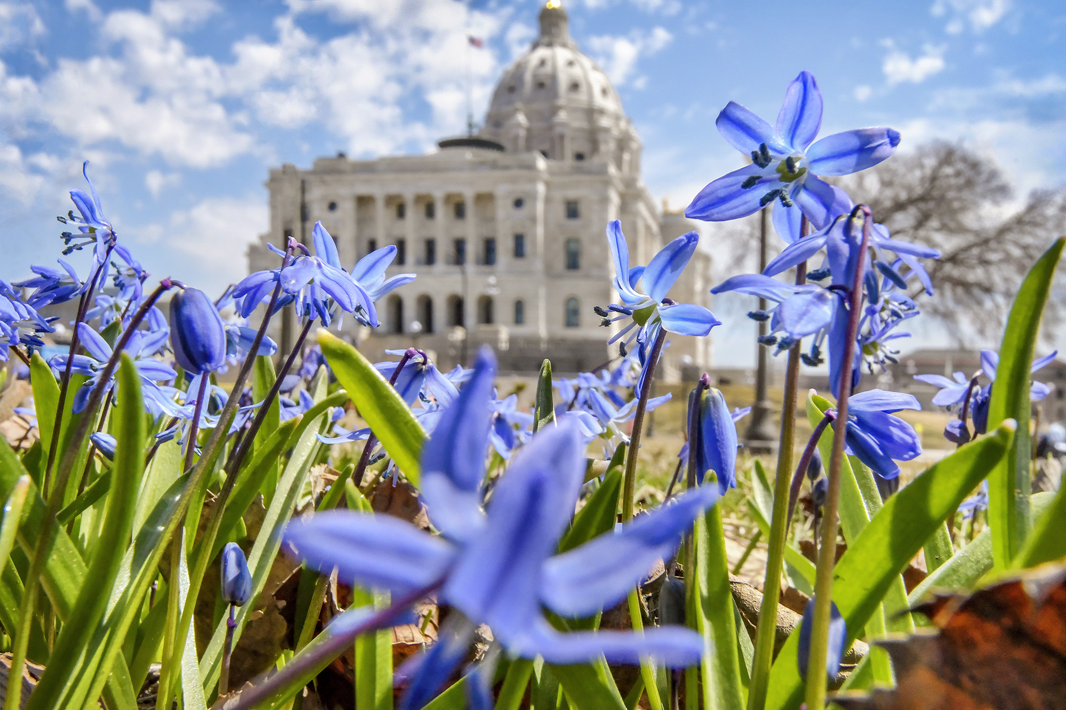 Spring — a bit behind schedule — made an appearance at the Capitol this week. Photo by Andrew VonBank